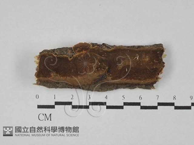 木層孔菌屬藏品圖，第1張