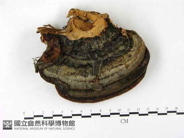 松生擬層孔菌藏品圖，第1張