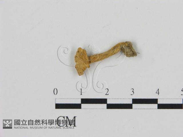 登錄號:F0013180藏品圖，第1張