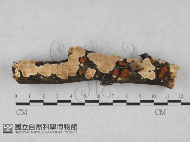 齒耳菌屬藏品圖，第1張