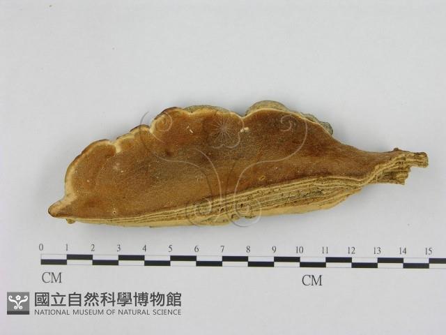 登錄號:F0008080藏品圖，第1張