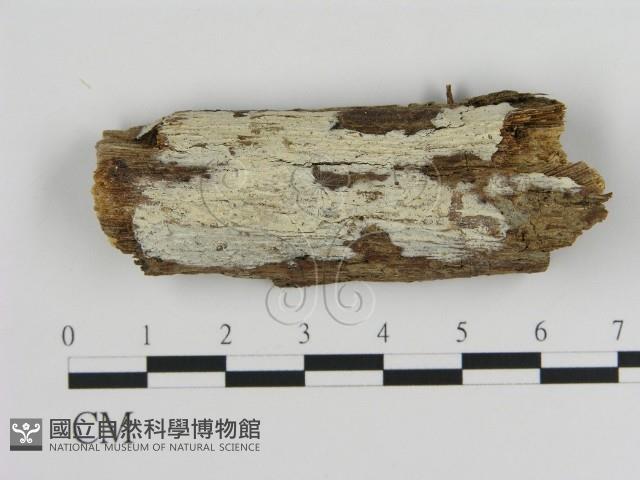 登錄號:F0020080藏品圖，第1張