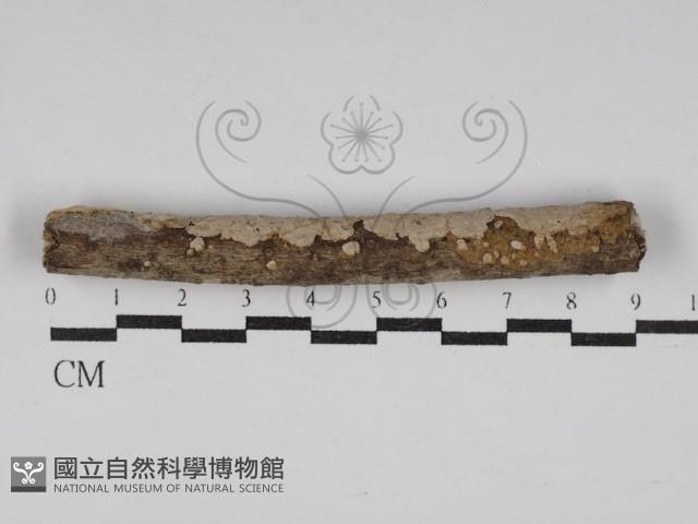 刺皮菌屬藏品圖，第1張