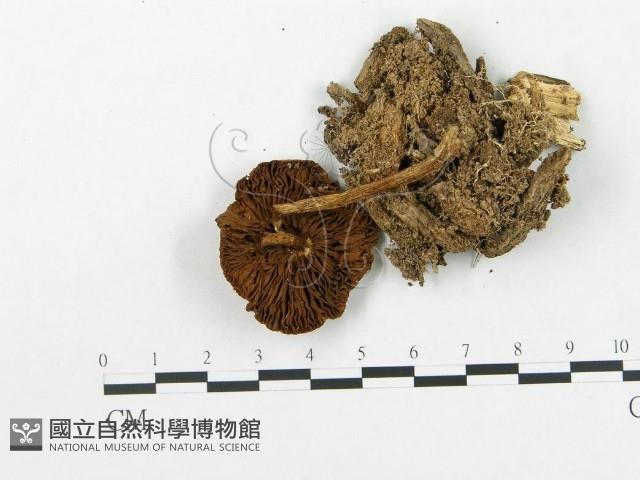 登錄號:F0016080藏品圖，第1張