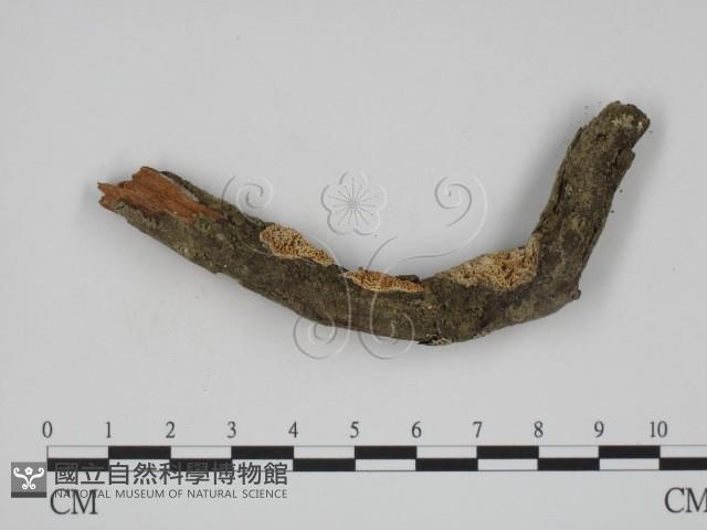 登錄號:F0001080藏品圖，第1張