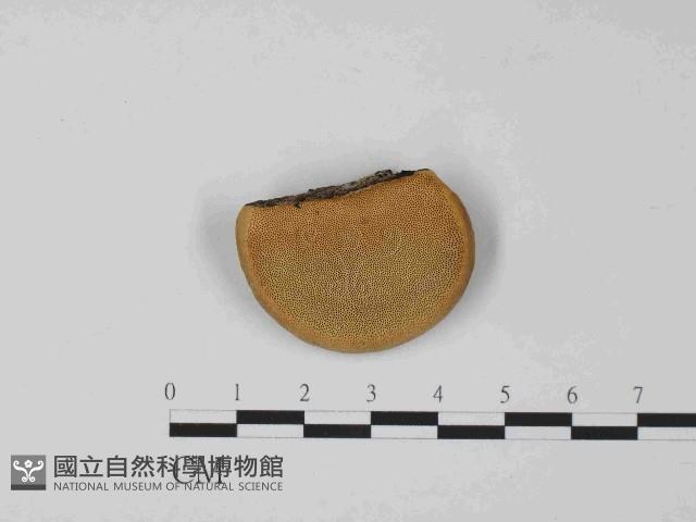 東方栓菌藏品圖，第1張
