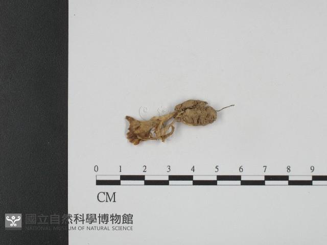 登錄號:F0004080藏品圖，第1張