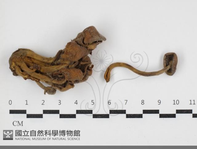 登錄號:F0034080藏品圖，第1張