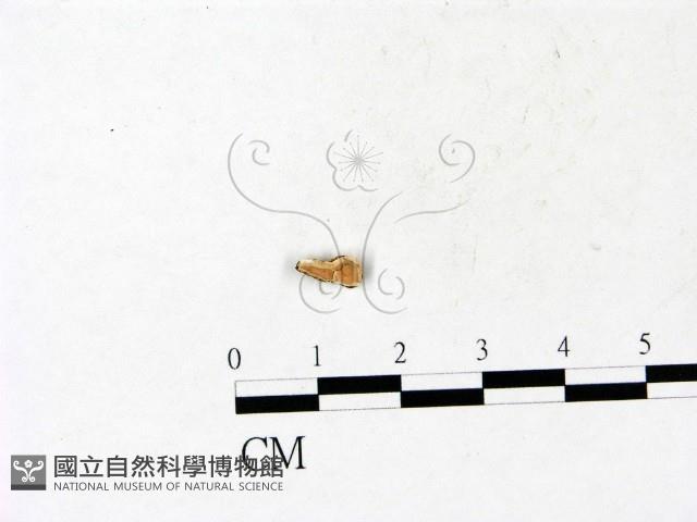 登錄號:F0022080藏品圖，第1張