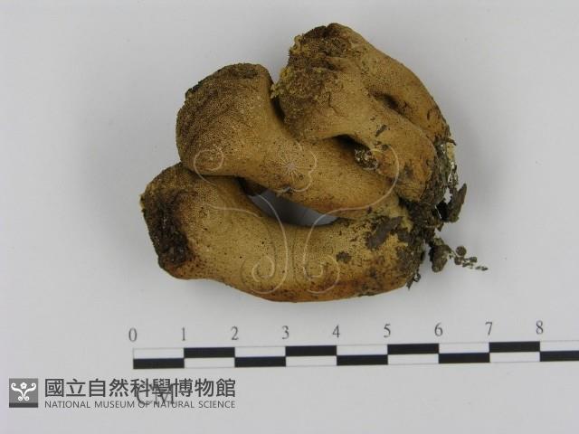 登錄號:F0002080藏品圖，第1張