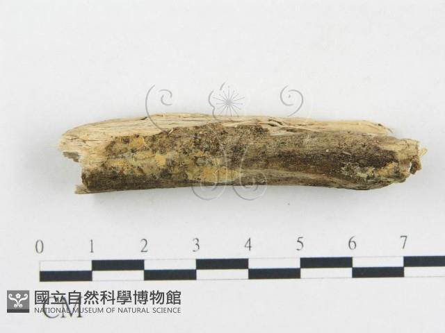 登錄號:F0012080藏品圖，第1張