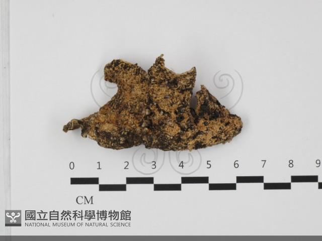 硬孔菌屬藏品圖，第1張