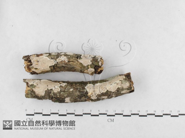 刺皮菌屬藏品圖，第1張