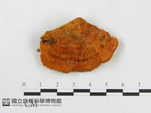 登錄號:F0007080藏品圖，第1張