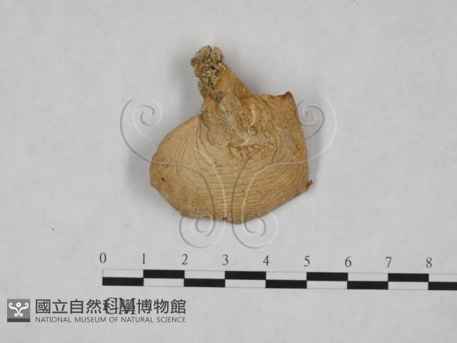 側耳屬藏品圖，第1張