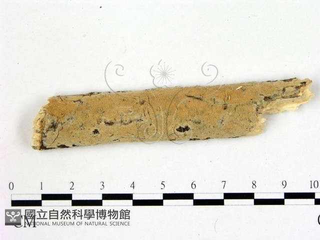 登錄號:F0005080藏品圖，第1張