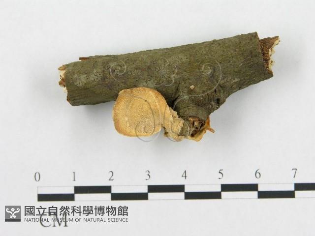 登錄號:F0015080藏品圖，第1張