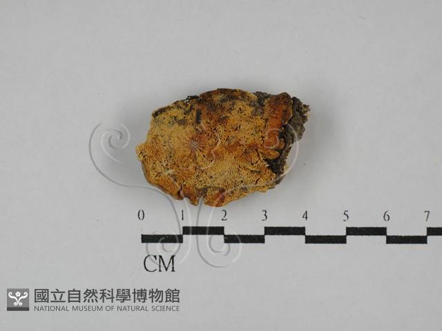 登錄號:F0029080藏品圖，第1張