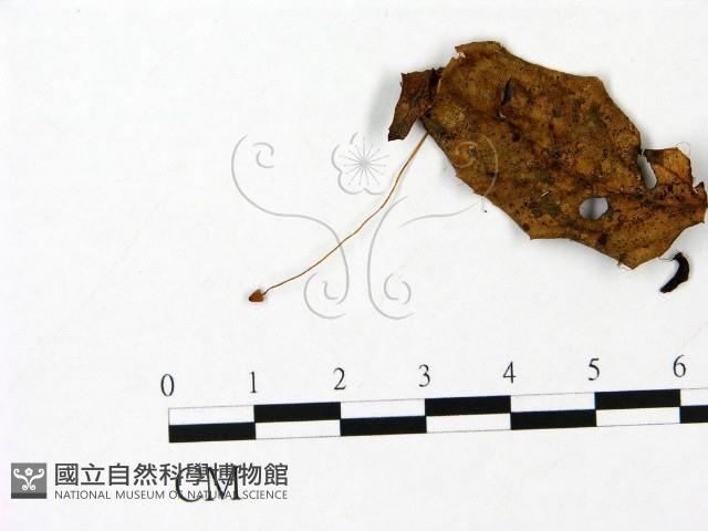 小菇屬藏品圖，第1張