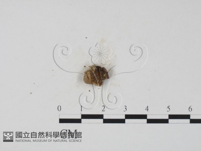 登錄號:F0003080藏品圖，第1張