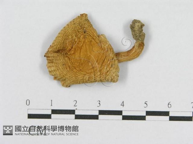 登錄號:F0013080藏品圖，第1張