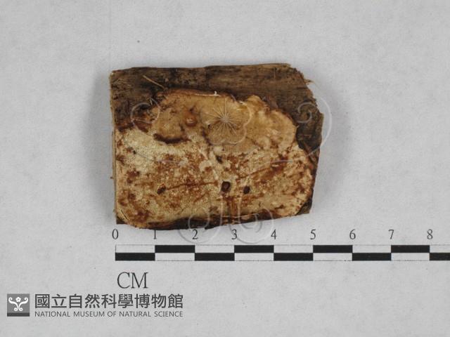 膠孔菌屬藏品圖，第1張