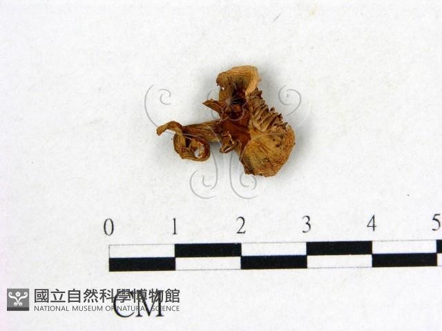 登錄號:F0008380藏品圖，第1張