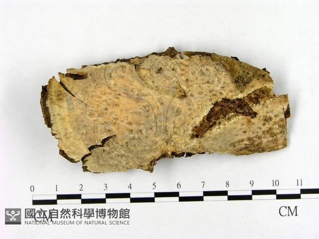 登錄號:F0020380藏品圖，第1張