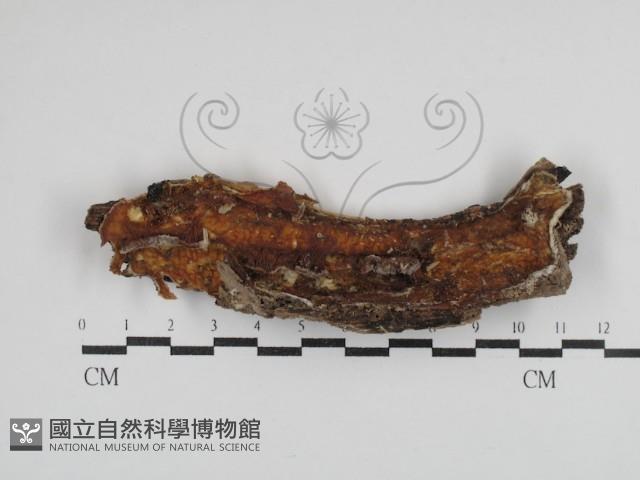 登錄號:F0030380藏品圖，第1張