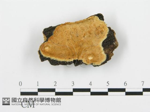 登錄號:F0006380藏品圖，第1張