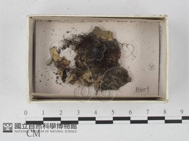 館號:F0021380藏品圖，第1張