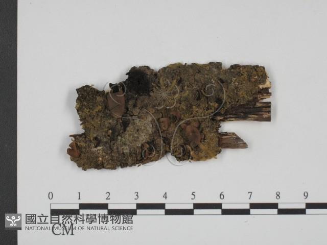 登錄號:F0011380藏品圖，第1張