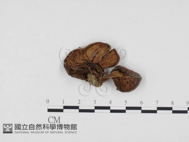 登錄號:F0024380藏品圖，第1張