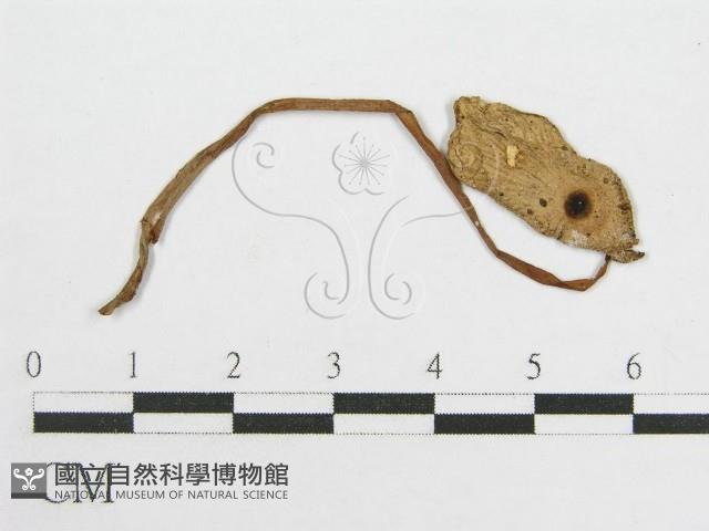 登錄號:F0004380藏品圖，第1張