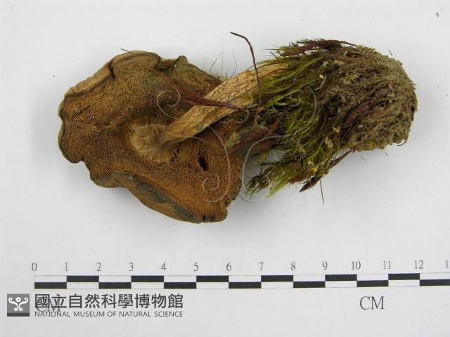 登錄號:F0014380藏品圖，第1張