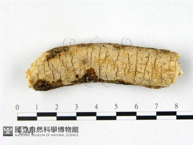 筍殼菌屬藏品圖，第1張