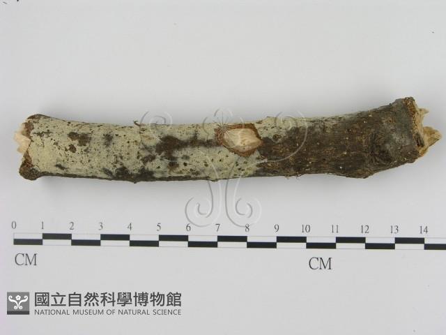 剛毛絲皮菌藏品圖，第1張