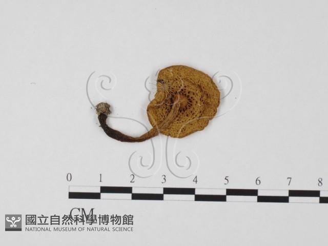 登錄號:F0012380藏品圖，第1張