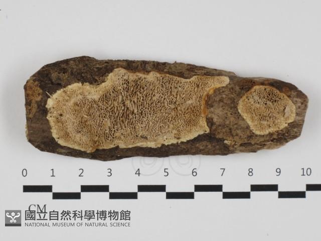 登錄號:F0032380藏品圖，第1張