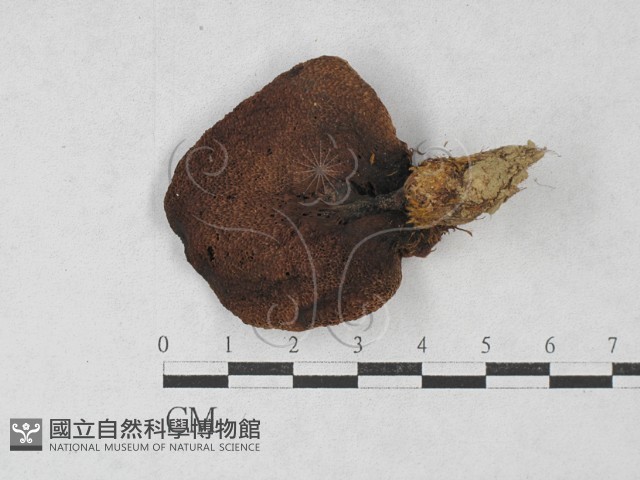 登錄號:F0027380藏品圖，第1張