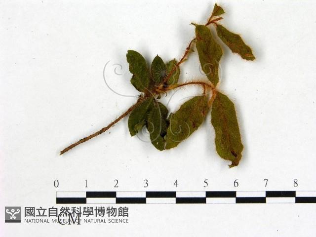 登錄號:F0007380藏品圖，第1張