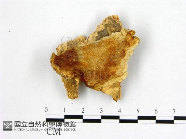 登錄號:F0017380藏品圖，第1張