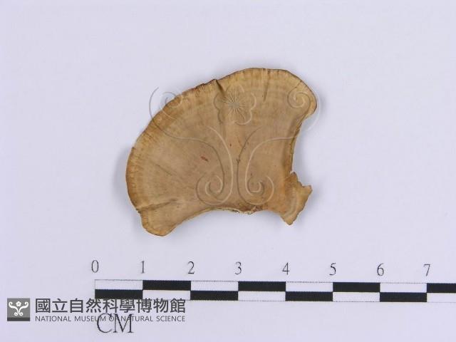 登錄號:F0015380藏品圖，第1張