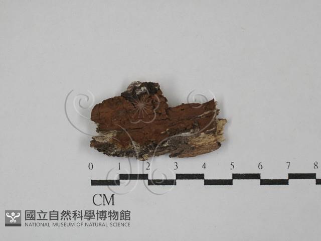刺革菌屬藏品圖，第1張