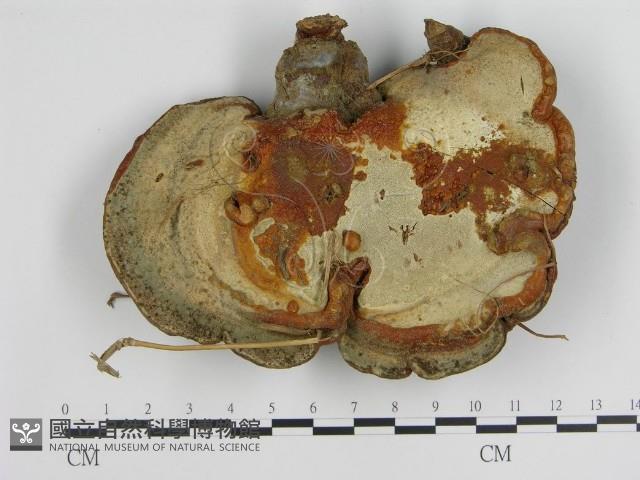 登錄號:F0019380藏品圖，第1張