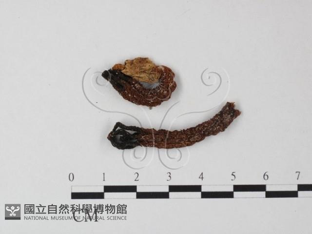 登錄號:F0023380藏品圖，第1張