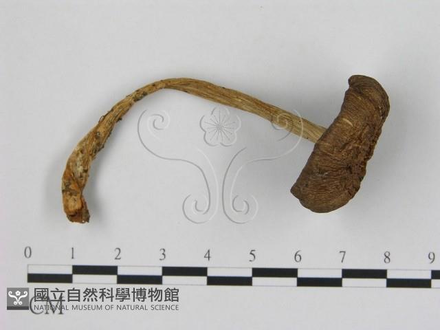 登錄號:F0003380藏品圖，第1張