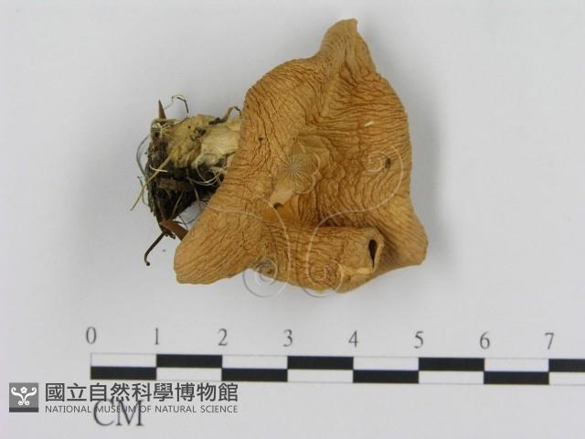 登錄號:F0013380藏品圖，第1張