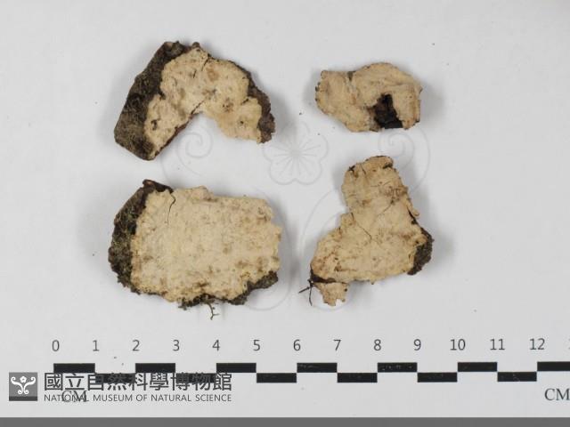 登錄號:F0033380藏品圖，第1張