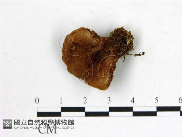登錄號:F0008030藏品圖，第1張